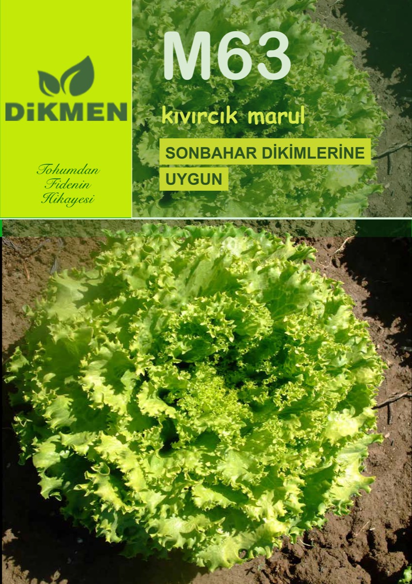 M63 — kıvırcık marul çeşidi
