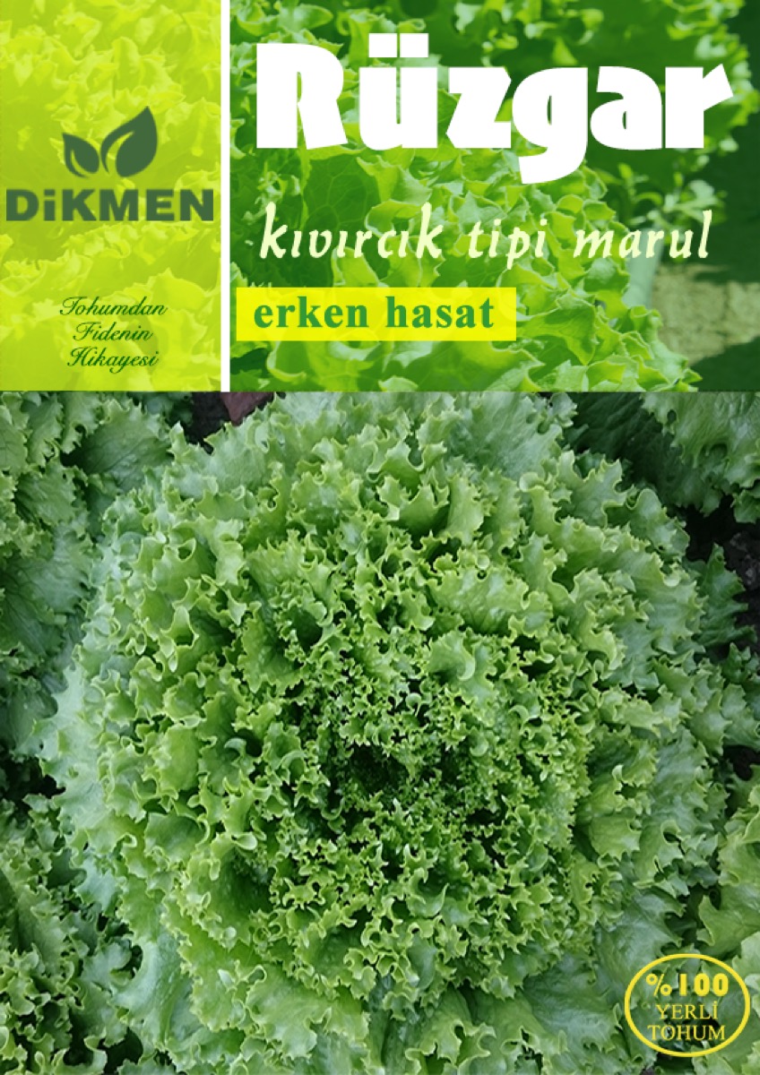 Rüzgar — marul çeşidi