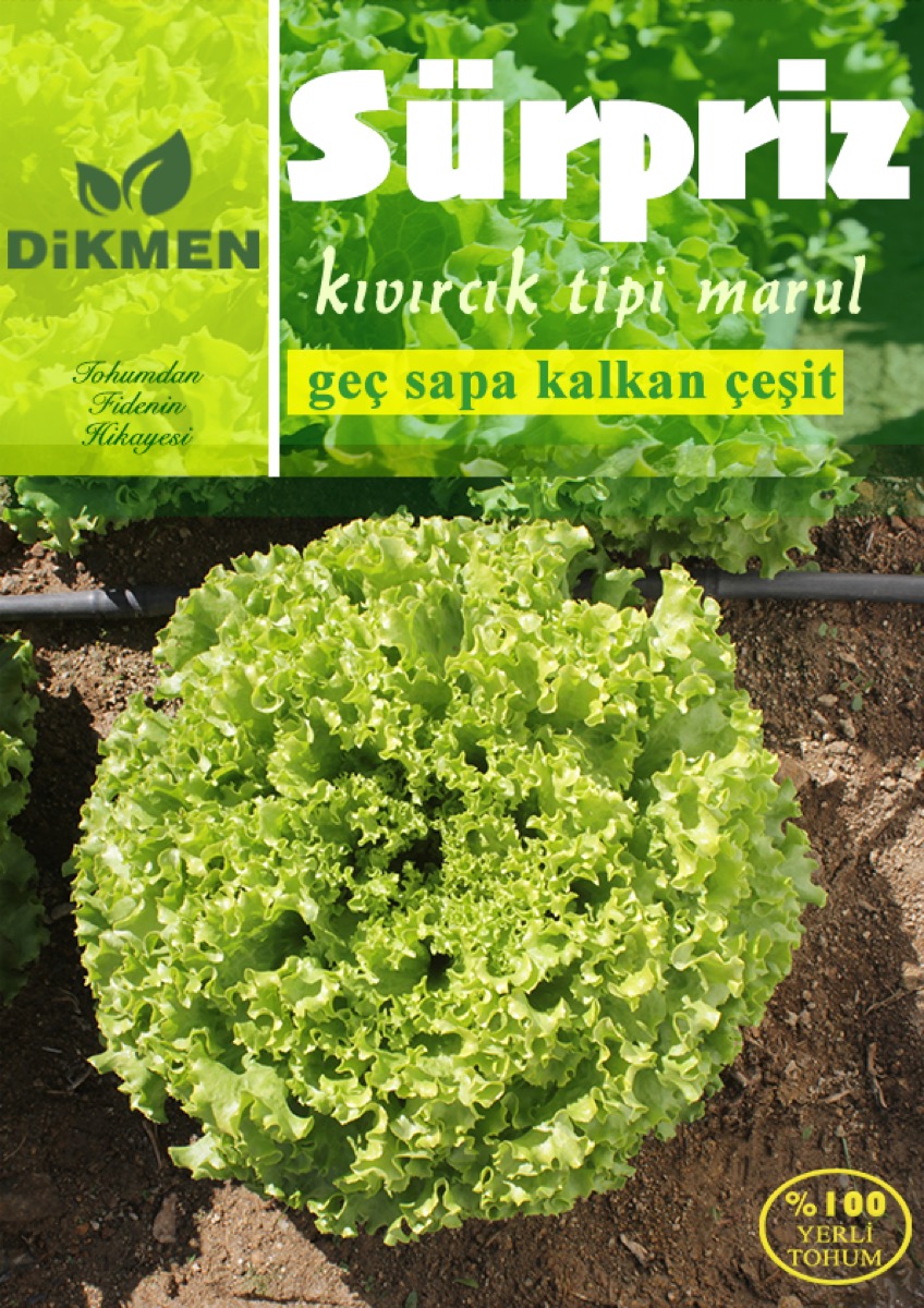 Sürpriz — kıvırcık tipi marul çeşidi